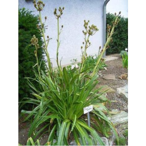 Panicot à feuille d'Agave Godet de 8/9 cm (1/4)