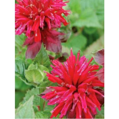 Monarde 'Fireball'® Godet de 8/9 cm