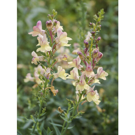 Linaire 'Peachy' Godet de 8/9 cm (1/2)