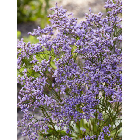 Statice 'Dazzle Rocks' Godet de 8/9 cm