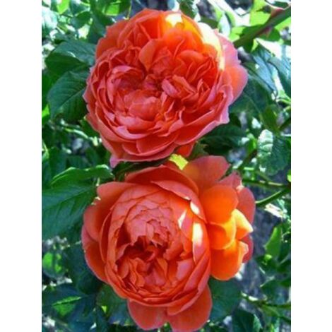 Rosier anglais 'Summer Song' Pot de 4L/5L
