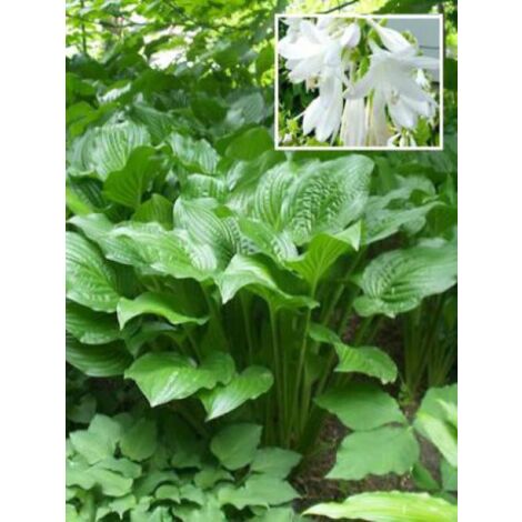 Hosta  'Royal Standard' Godet de 8/9 cm
