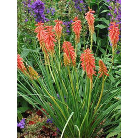 Tritoma 'Redhot Popsicle'® Godet de 8/9 cm (1/4)