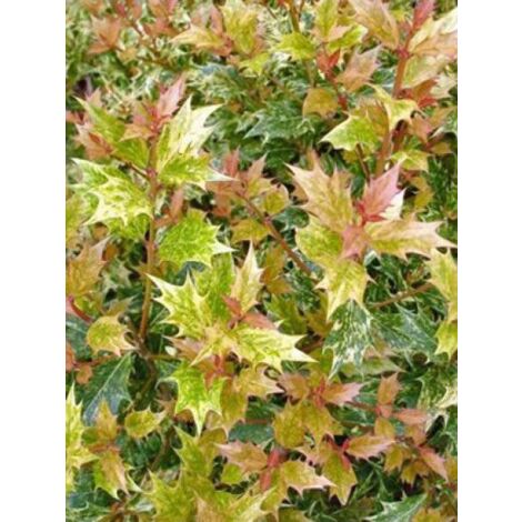 Osmanthe à feuilles variables 'Tricolor' Godet de 8/9 cm (1/5)