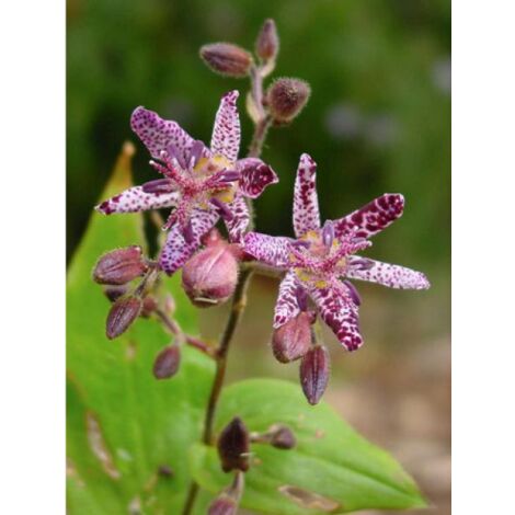 Lis des crapauds 'Sinonome' Godet de 8/9 cm