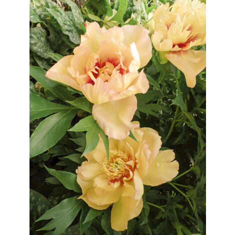 Pivoine 'Callies Memory' Pot de 3L/4L