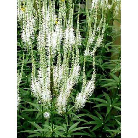 Veronicastrum virginicum 'Album' Pot de 2L/3L (1/5)