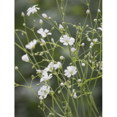 Gypsophile 'Covent Garden' le sachet de 5100 graines (3g) (1/2)