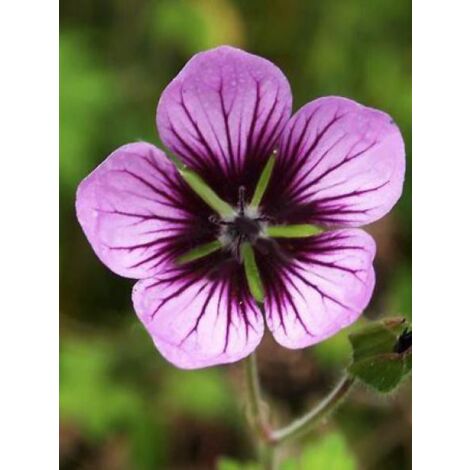 Géranium vivace 'Salome' Godet de 8/9 cm