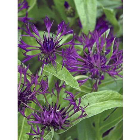 Bleuet, Barbeau des montagnes 'Amethyst Dream' Godet de 8/9 cm (1/2)