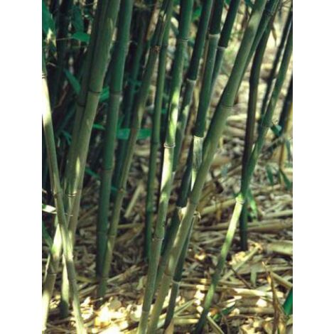 Phyllostachys bissetii Pot de 12L/15L (1/4)