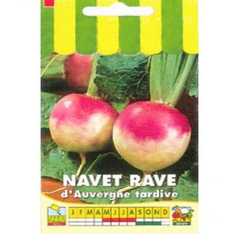 Navet rave 'd'Auvergne tardif' le sachet de 2000 graines (5g) (1/2)