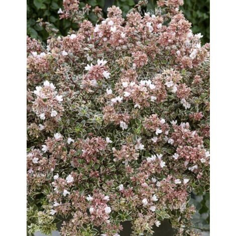Abélia à grandes fleurs 'Magic Daydream' Godet de 8/9 cm (1/3)
