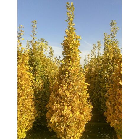 Arbre aux 40 écus 'Eiffel' Pot de 30L/35L (1/3)