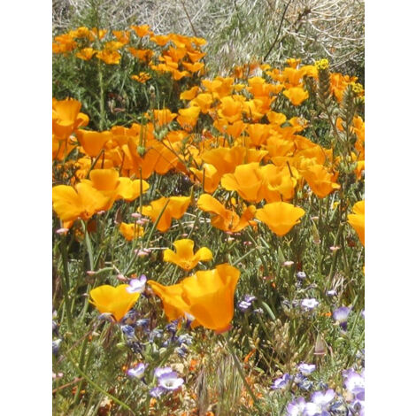 Pavot de Californie 'Mexican Sun shades' le sachet de 150 graines (0,3g)