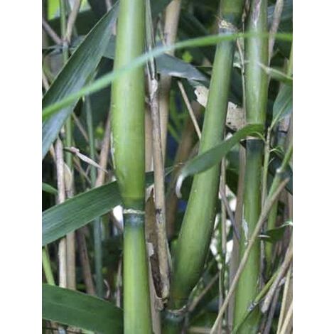 Bambou 'Tsutsumiana' Pot de 4L/5L (1/3)