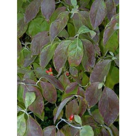 Cornouiller à grandes fleurs Pot de 7,5L/10L (1/5)