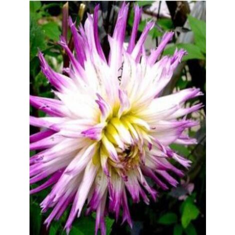 Dahlia Gpe dentelles 'Veritable' Bulbe taille I (1/3)