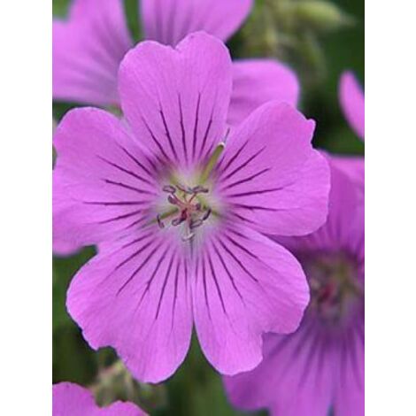 Géranium vivace 'Sirak' Godet de 8/9 cm
