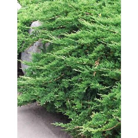Genévrier horizontal 'Prince of Wales' Pot de 2L/3L (1/3)