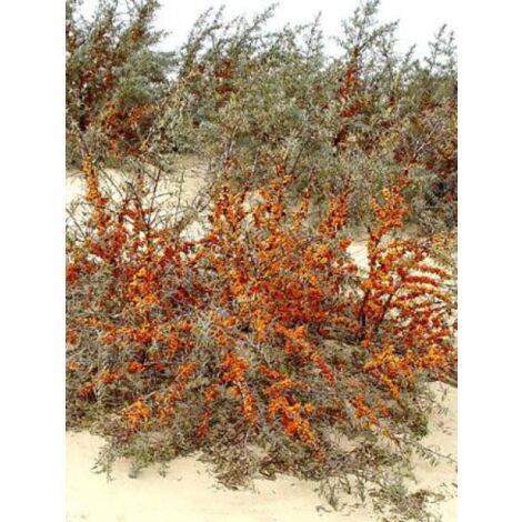 Argousier Pot de 2L/3L (1/5)