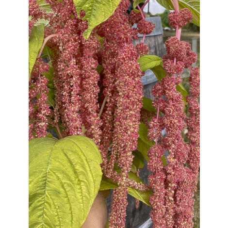 Queue de renard, Amarante 'Coral Fountain' le sachet de 500 graines (0,5g) (1/2)