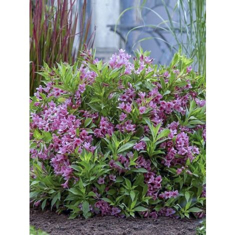 Weigela 'Picobella Rosa' Pot de 2L/3L (1/3)