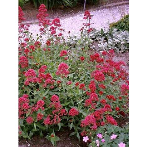 Valériane rouge 'Coccineus' Pot de 2L/3L