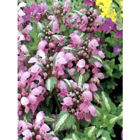 Lamier tacheté 'Shell Pink' Godet de 8/9 cm