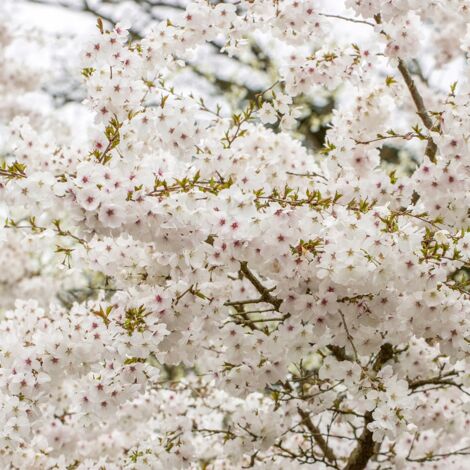 Prunus The Bride - Cerisier à fleurs  Pot de 12L/15L, Tige