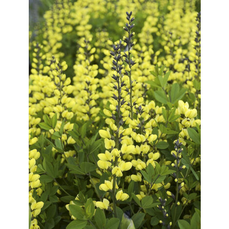 Lupin indigo 'Decadence Lemon Meringue' Godet de 8/9 cm