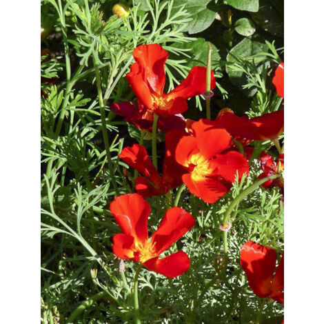 Pavot de Californie 'Red Chief ' le sachet de 550 graines (1g) (1/2)