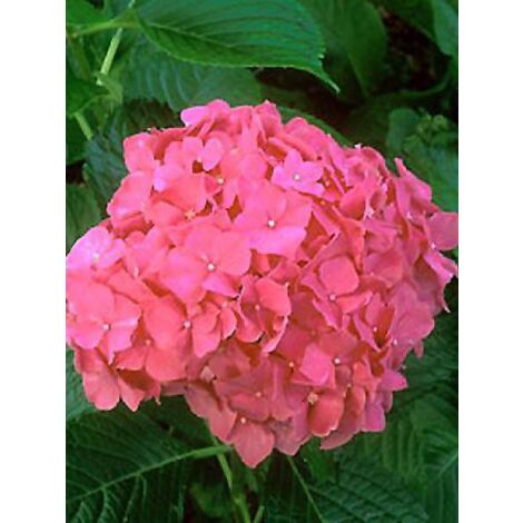 Hortensia 'Glowing Embers' Pot de 2L/3L (1/2)