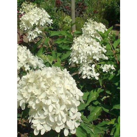 Hortensia paniculé 'Phantom' Pot de 7,5L/10L (1/5)