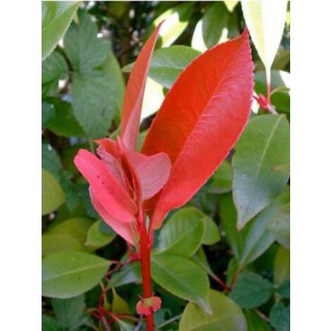Photinia x fraseri 'Red Robin' Godet de 8/9 cm (1/5)