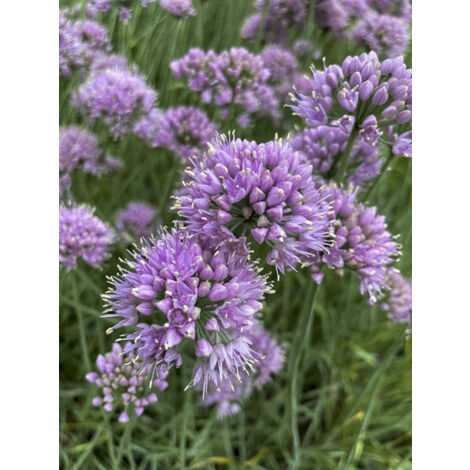 Ail d'ornement 'Lisa Blue' Godet de 8/9 cm calibre I (1/2)