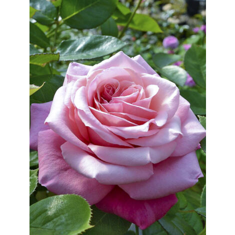 Rosier 'Décorosiers Pink Voluptia' Pot de 4L/5L (1/2)