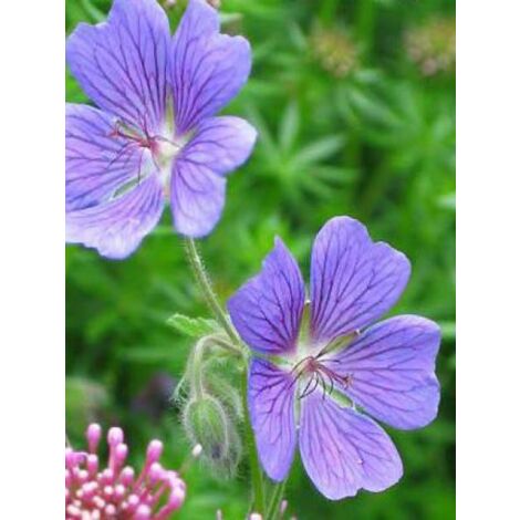 Géranium vivace 'Terre Franche' Godet de 8/9 cm (1/3)