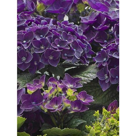 Hortensia 'Deep Purple Dance' Pot de 4L/5L, Touffe (1/3)