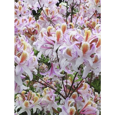 Azalée caduque 'Delicatissima' Pot de 4L/5L (1/2)
