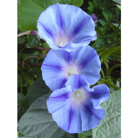 Volubilis 'Light Blue Star' le sachet de 30 graines (1g) (1/2)