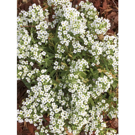 Alysse odorante 'Carpet Of Snow' Sachet de 1g (1/2)