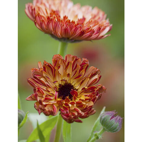 Souci des jardins Sachet de 2g (1/2)
