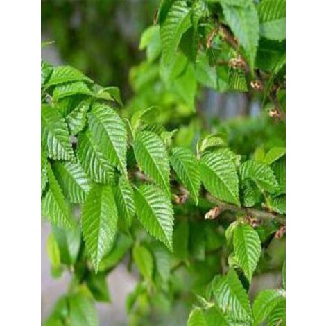 Orme 'Jacqueline Hillier' Pot de 4L/5L, Tige de 60 cm (1/3)