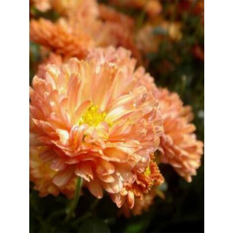 Chrysanthème des jardins 'Herbstbrokat' Godet de 8/9 cm (1/3)