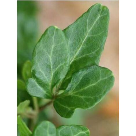 Lierre commun nain 'Shamrock' Godet de 8/9 cm (1/3)