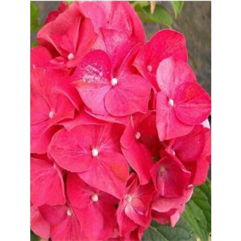 Hortensia 'Masja' Pot de 1,5L/2L (1/3)
