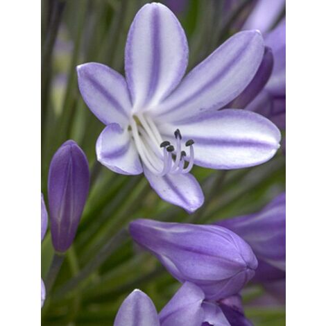 Agapanthe 'Megan's Mauve' Pot de 2L/3L (1/3)