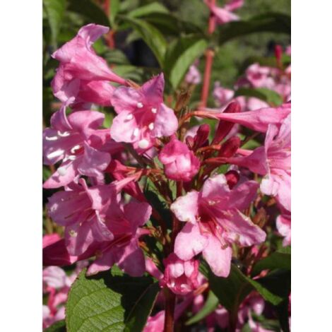 Weigela 'Stelzneri' Pot de 7,5L/10L (1/2)