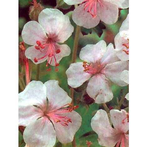 Géranium vivace 'Biokovo' Pot de 2L/3L